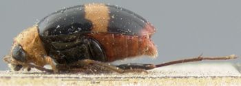 Media type: image; Entomology 18444   Aspect: habitus lateral view